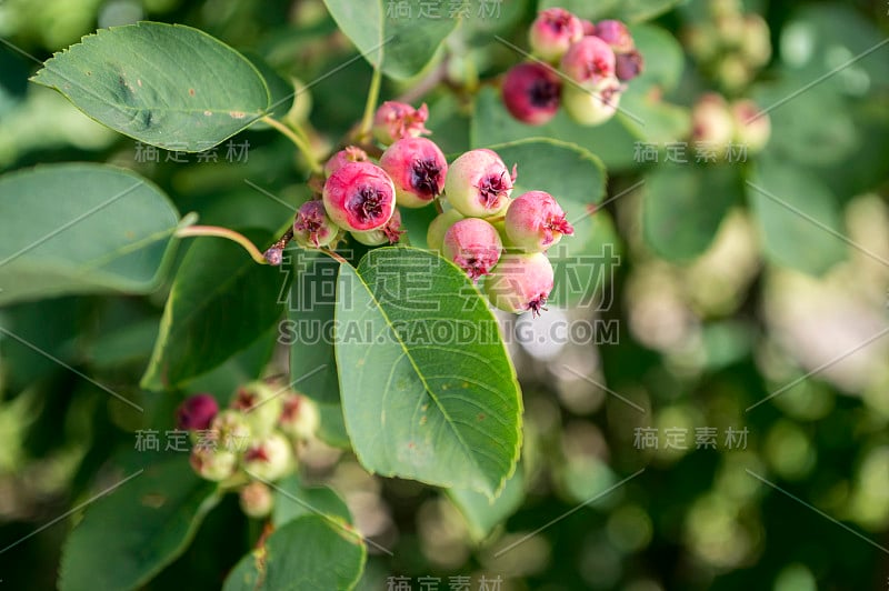 梅兰芝果实呈椭圆形，成熟时味道鲜美，在阳光下挂在枝头