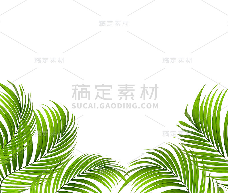 绿叶的棕榈树的背景