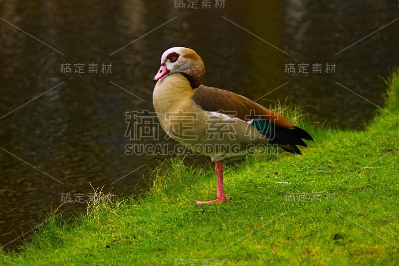 野鸭站在绿色的草地上，旁边的池塘在一个公园