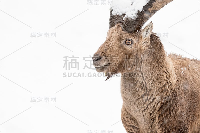 暴风雪中的高山野山羊(卡普拉野山羊)