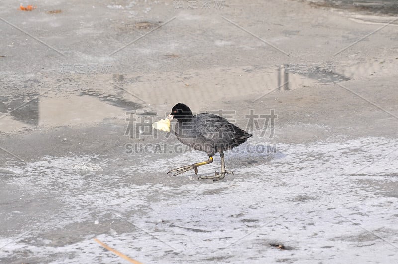 一只欧亚白骨顶鸟(Fulica atra)在河岸上叼着一片面包