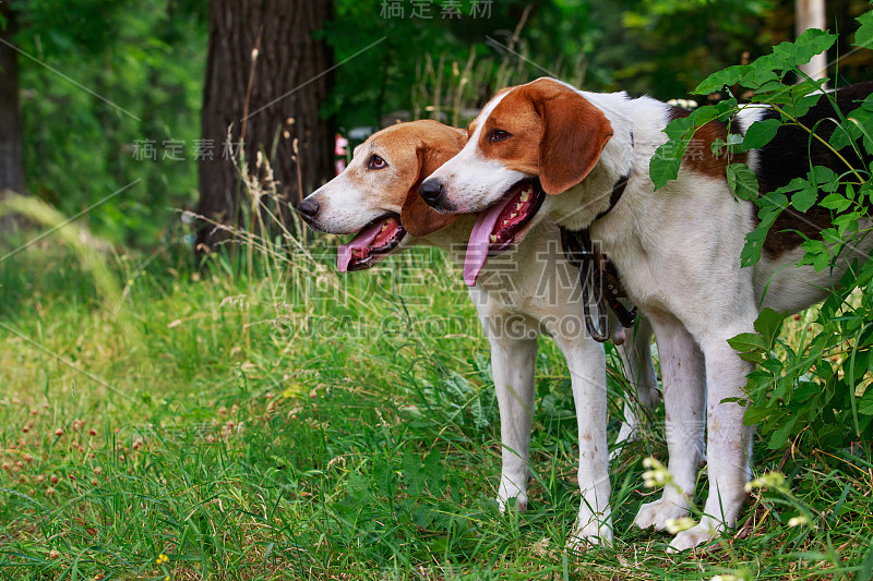 犬种盎格鲁-俄罗斯猎犬