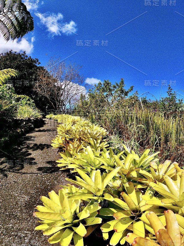 黄色镶边花/阿奎莱加