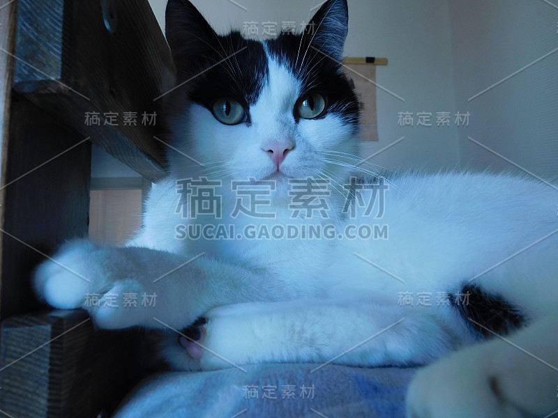 黑白相间的猫直接看着摄影师