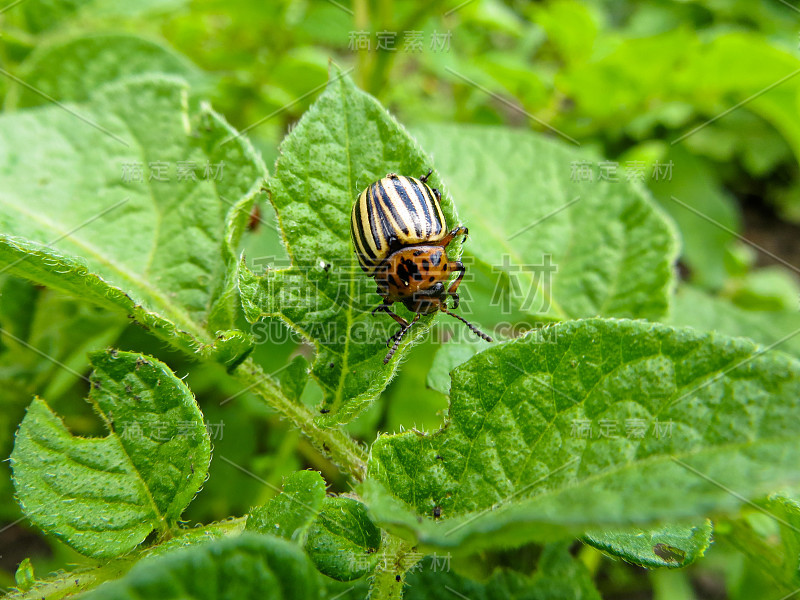 科罗拉多马铃薯甲虫(Leptinotarsa decemlinata)在马铃薯叶子上