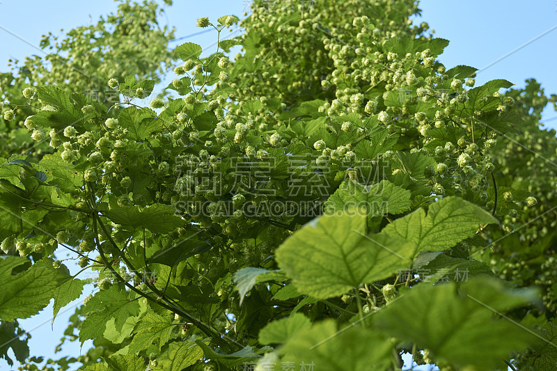 啤酒花(青草)在种植园里