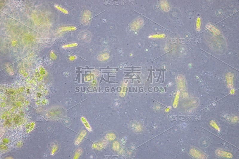 Euglena是一种单细胞鞭毛虫真核生物。