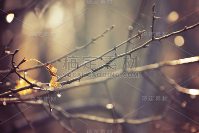 带雨滴的树枝