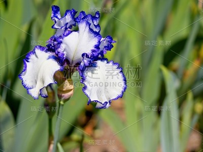 多色的虹膜