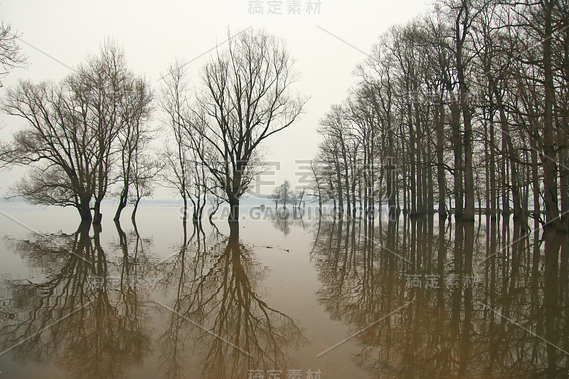 洪水淹没森林，树木剪影，自然公园Lonjsko polje，克罗地亚