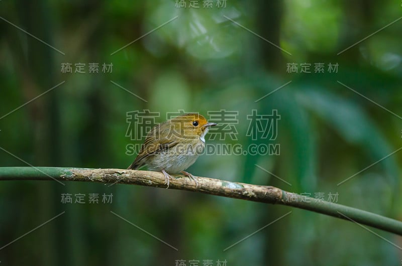 红眉鹟栖息在树枝上