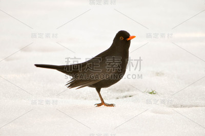 雌画眉孤立在白色的雪地背景上