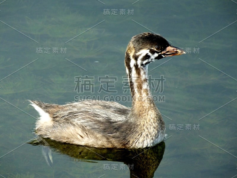 斑嘴鸲 (Podilymbus podiceps)