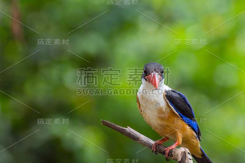 黑冠翠鸟(black -capped Kingfisher, Halcyon pileata)的翅膀