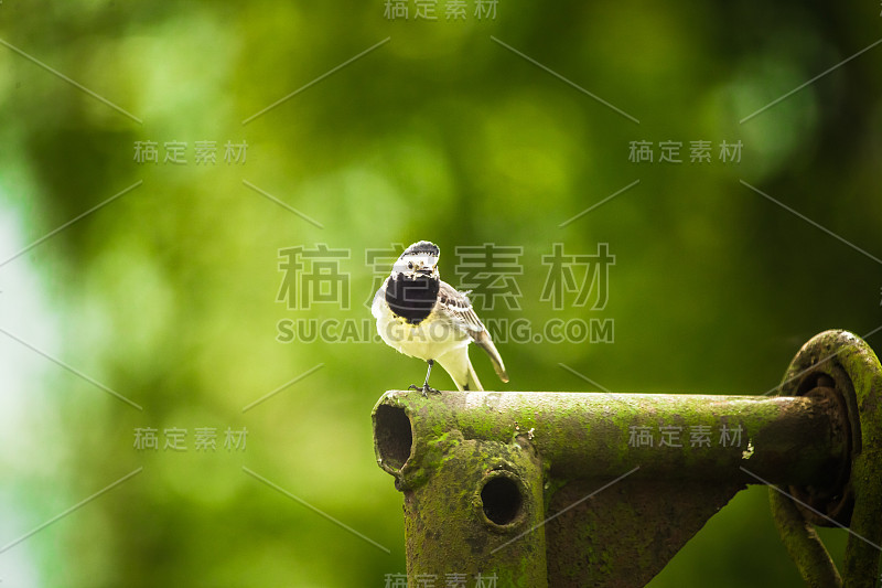 春天里美丽的白尾辫。一只鸟坐在后院。