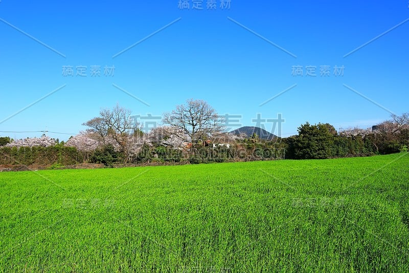 樱花、牧场、田野、樱花树、李子、油菜花、村庄、