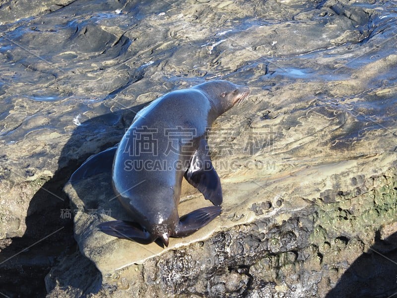 圣地亚哥的海豹和海狮