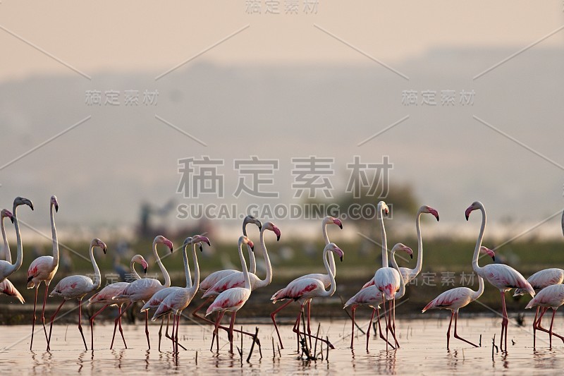 更大的火烈鸟