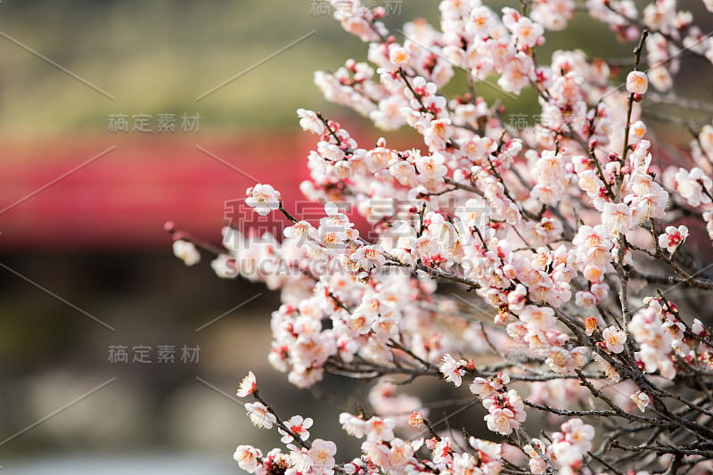 日本的梅花