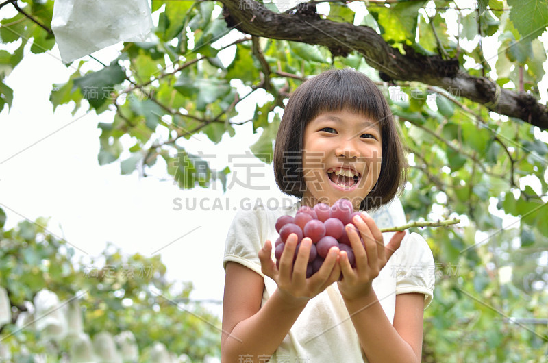 女孩们喜欢摘葡萄