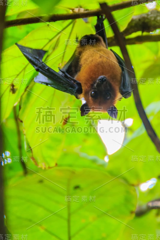 在泰国曼谷的Wat Po，泰国差春骚，用泰语说的Lyle's flying fox, Pteropu