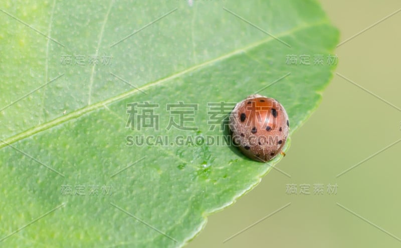 瓢虫在绿色的叶子上