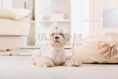 小狗躺在家里