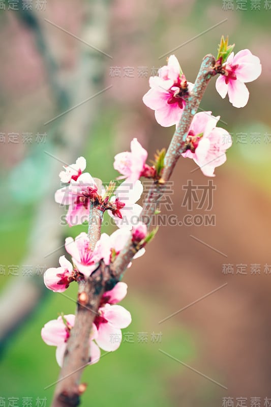 桃树在春天绽放粉红色的花朵。春天盛开，抽象的背景。横幅。有选择性的重点。