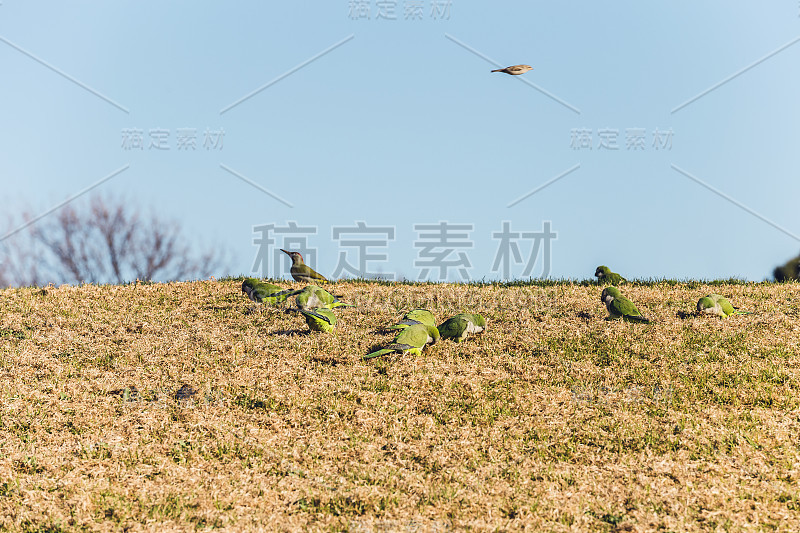 阿根廷鹦鹉入侵西班牙城市。它们是一个问题，因为它们会引起尖叫