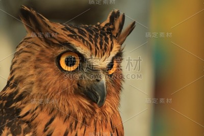 猫头鹰
