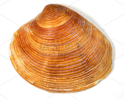 海贝壳