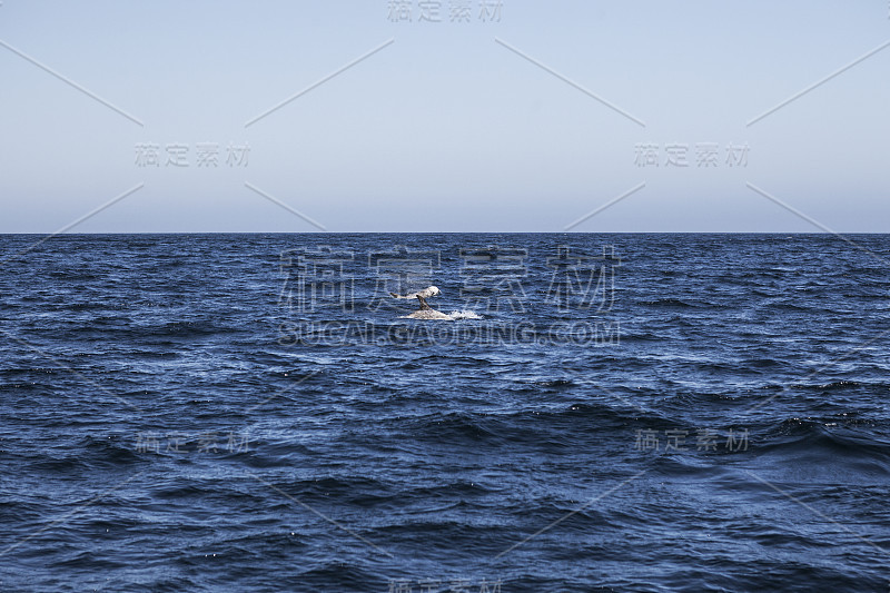 海中的野生海豚