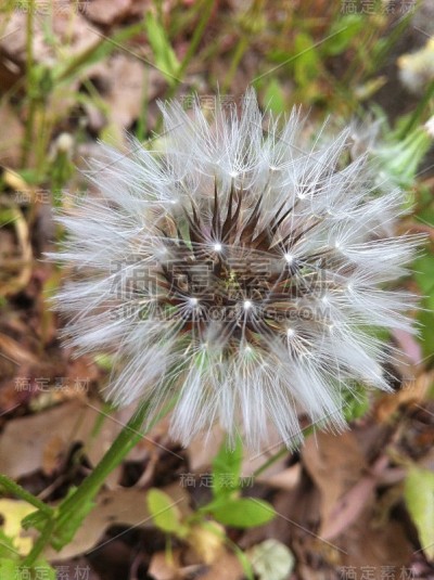 花自然叶色