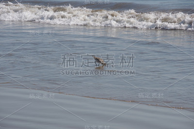 鹬