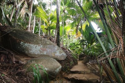 步道Vallée de Mai自然保护区，Praslin岛，印度洋，非洲塞舌尔