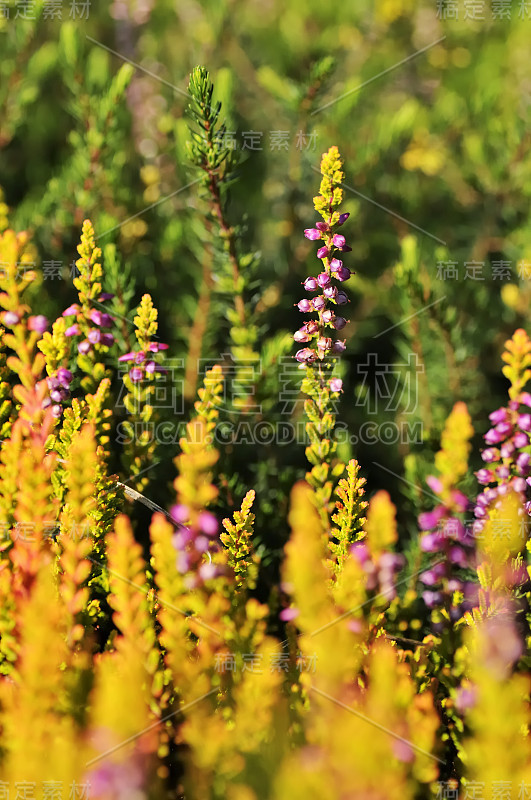 Calluna vulgaris(又称普通石南，或简称石南)