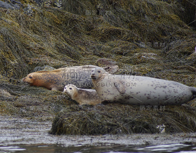 港Seals2