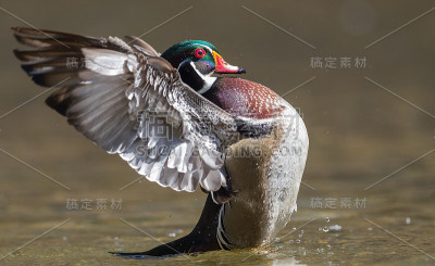 木鸭子