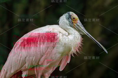 琵鹭