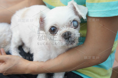 女人抱着狗卷毛剪短。