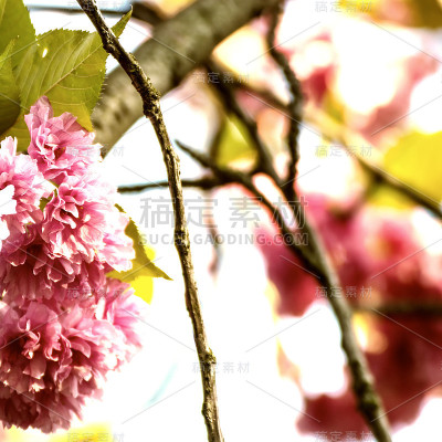 樱桃的花