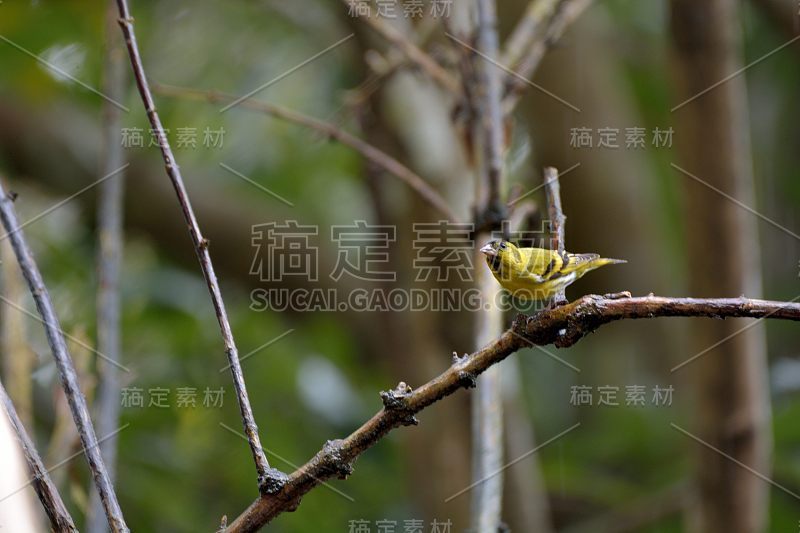 黄色小鸟