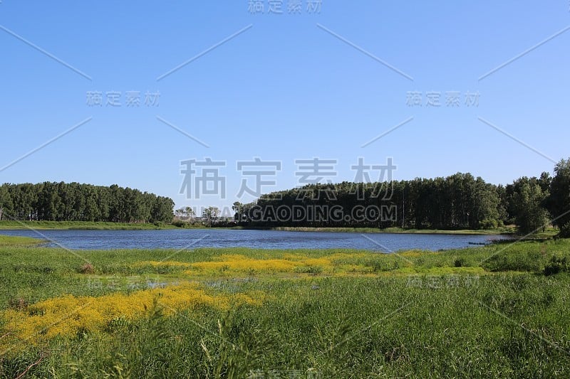 湖上一片绿油油的林间空地上盛开着夏日的鲜草，森林中盛开着大自然中的黄花