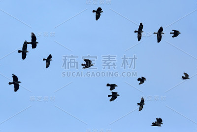 一群鸟儿在蓝天上飞翔