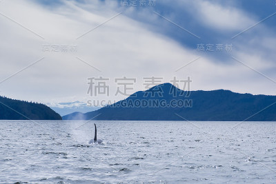 背景是托菲诺山脉上的虎鲸，从船上看到的虎鲸