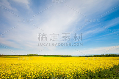 美丽的波兰春油菜田