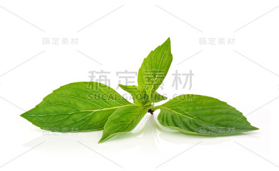 白色背景上的泰国罗勒叶