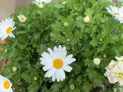 花香味