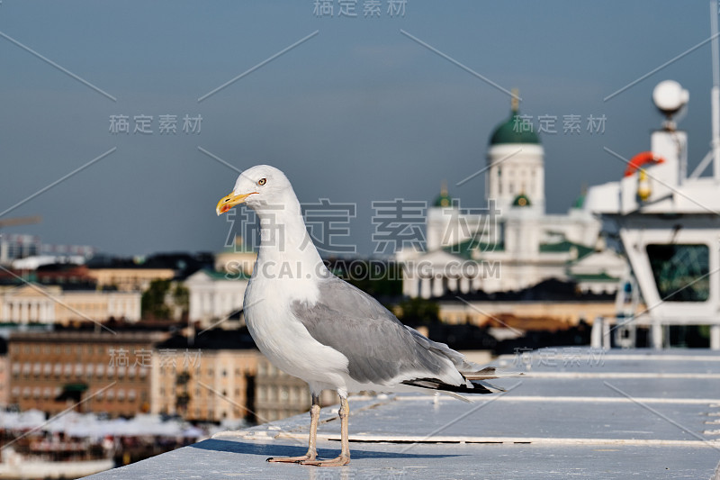 前景是一只海鸥，背景是赫尔辛基大教堂。