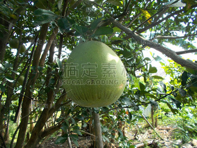 柚tree